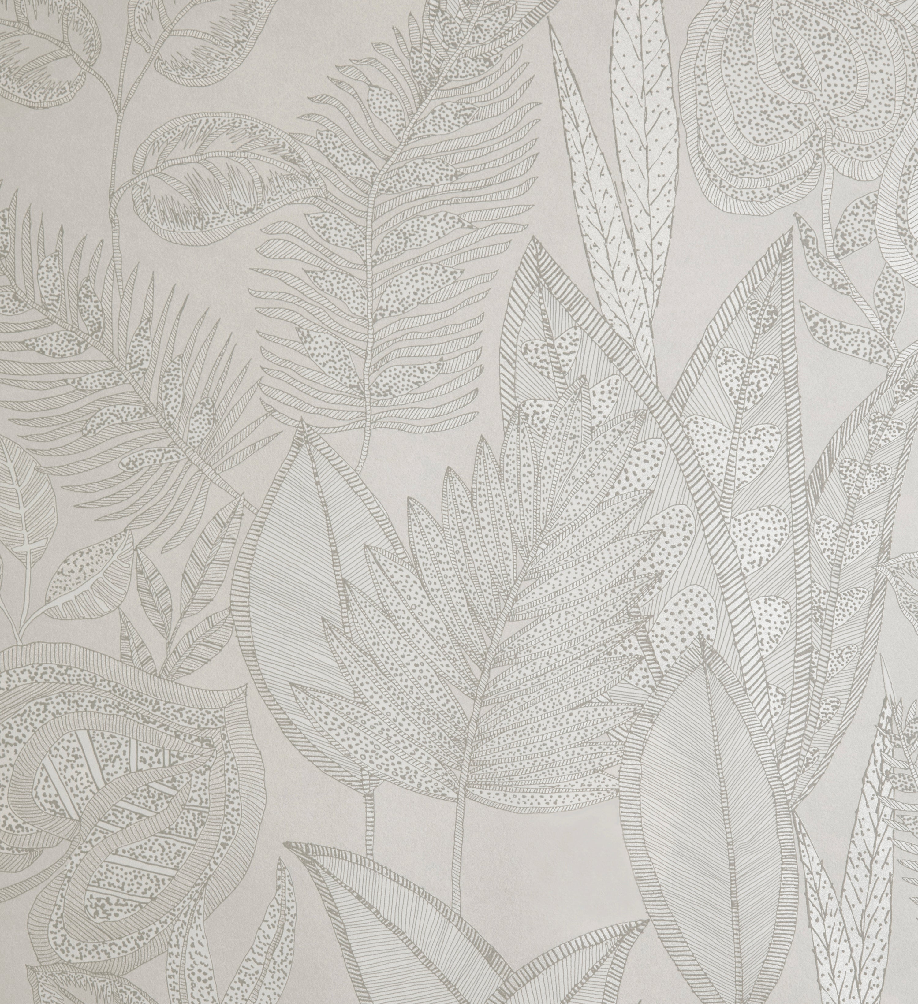 Pianta | Tesoro - Hohenberger